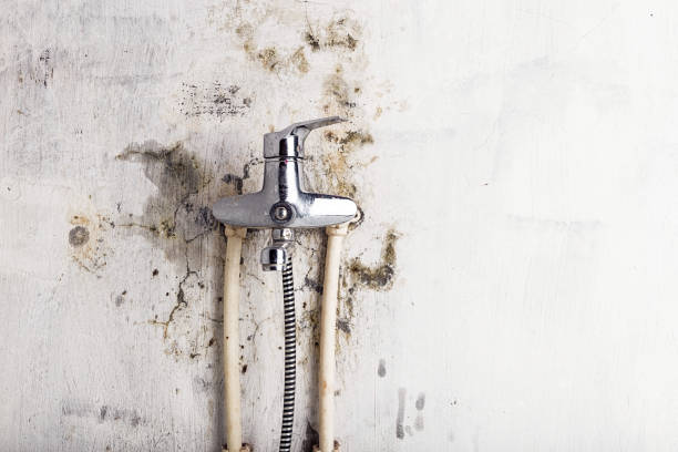 Best Mold Damage Repair  in Makaha, HI