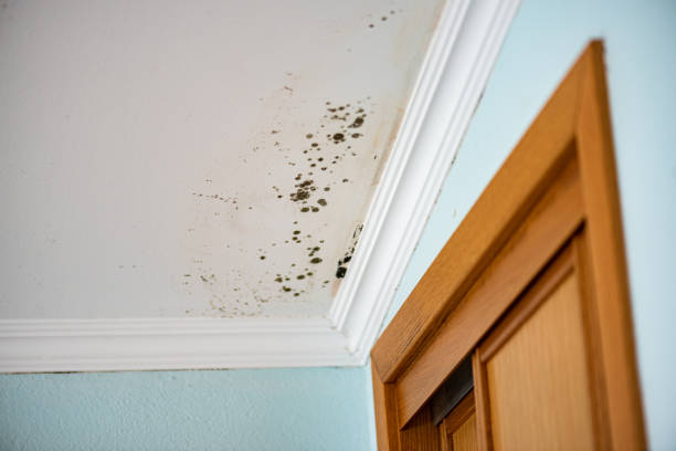 Best Certified Mold Removal  in Makaha, HI