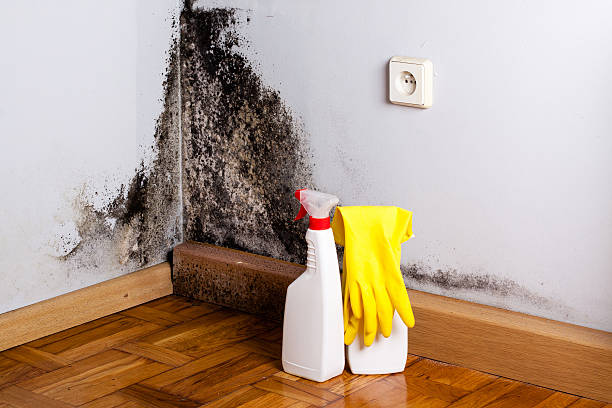 Best Black Mold Removal  in Makaha, HI