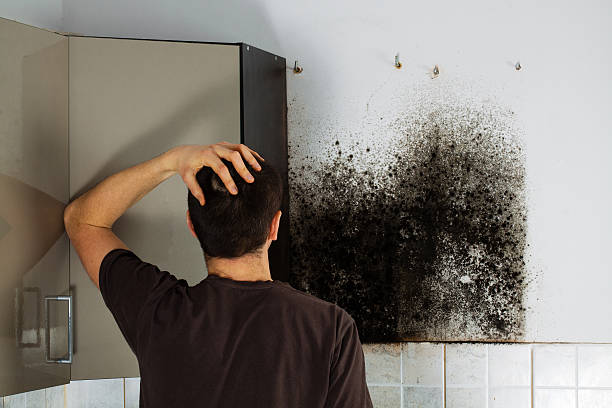 Best Office Mold Removal Services  in Makaha, HI
