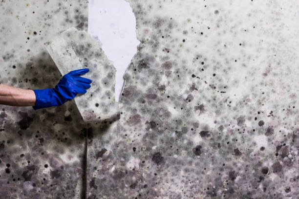 Attic Mold Removal in Makaha, HI